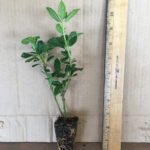 Viburnum Spring Bouquet - Live Plants