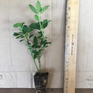 Viburnum Spring Bouquet - Live Plants