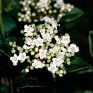 Viburnum Spring Bouquet - Live Plants - Image 5