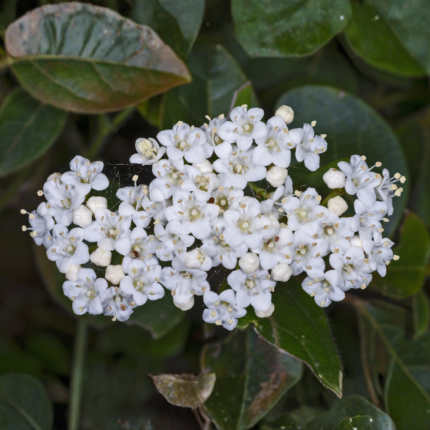 Viburnum tinus Spring Bouquet evergreen shrub blooming in late winter