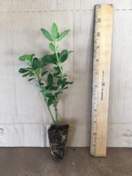 Viburnum Spring Bouquet - Live Plants - Image 2