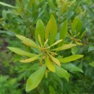 Wax Myrtle - live starter plants less than 12 inches tall - Image 2