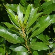 Wax Myrtle - live starter plants less than 12 inches tall - Image 4