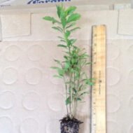 Wax Myrtle - live starter plants less than 12 inches tall