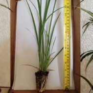 White African Iris - live starter plants less than 12 inches tall
