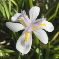 White African Iris - live starter plants less than 12 inches tall - Image 2