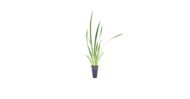 White African Iris - live starter plants less than 12 inches tall - Image 5