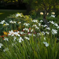 White African Iris - live starter plants less than 12 inches tall - Image 4