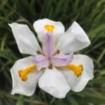 White African Iris - live starter plants less than 12 inches tall