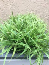 White Jade Pineapple - Live Plants - Image 3