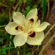 Yellow African Iris - Image 5