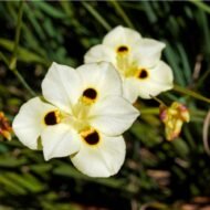 Yellow African Iris - Image 4