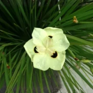 Yellow African Iris - Image 3