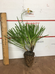 Bulbine Hallmark Orange - Image 2