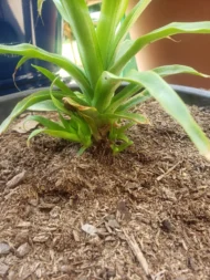 White Jade Pineapple - Live Plants - Image 4