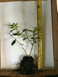 Tibouchina Dwarf - live starter plants less than 12 inches tall - Image 3