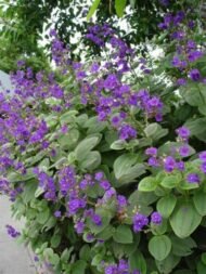 Tibouchina Dwarf - live starter plants less than 12 inches tall - Image 5