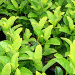 Sweet Viburnum - live starter plants less than 12 inches tall