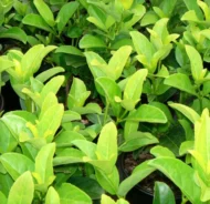 Sweet Viburnum - live starter plants less than 12 inches tall - Image 2