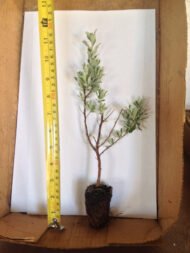 Texas Sage - Live Plants - Image 2