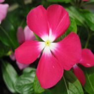 Madagascar Periwinkle (Vinca) - Image 2
