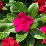 Madagascar Periwinkle (Vinca) - Image 5