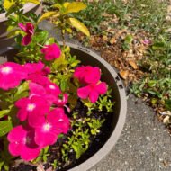 Madagascar Periwinkle (Vinca) - Image 3