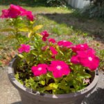 Madagascar Periwinkle (Vinca)