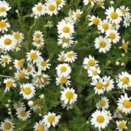 Roman Chamomile - Image 4