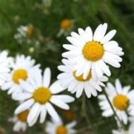 Roman Chamomile - Image 3