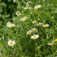 Roman Chamomile - Image 5