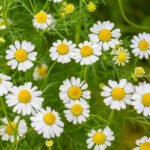Roman Chamomile