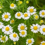 Roman Chamomile - Image 2