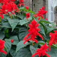 Scarlet Sage  - Image 5