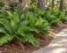 Coontie palm care: low clumps of glossy native coontie edging a shady North Florida walkway