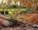 Fall planting in Florida: gardener setting a starter shrub into sandy soil beside pine straw and a young crape myrtle