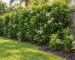 Fast growing privacy hedge of sweet viburnum along a wooden fence in a Florida backyard