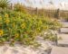 Florida ground cover plants: dune sunflower spreading across sunny coastal sand beside stepping stones