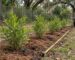 How many shrubs for a hedge: young wax myrtle plants spaced evenly along a string line with a tape measure