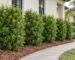 Podocarpus spacing in a young yew pine hedge planted 3 feet apart along a Florida home