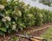Young sweet viburnum hedge planted in an evenly spaced row along a fence with hedge shears and a measuring tape