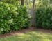 Sweet viburnum vs podocarpus: broad sweet viburnum hedge beside a slim podocarpus hedge at a fence corner